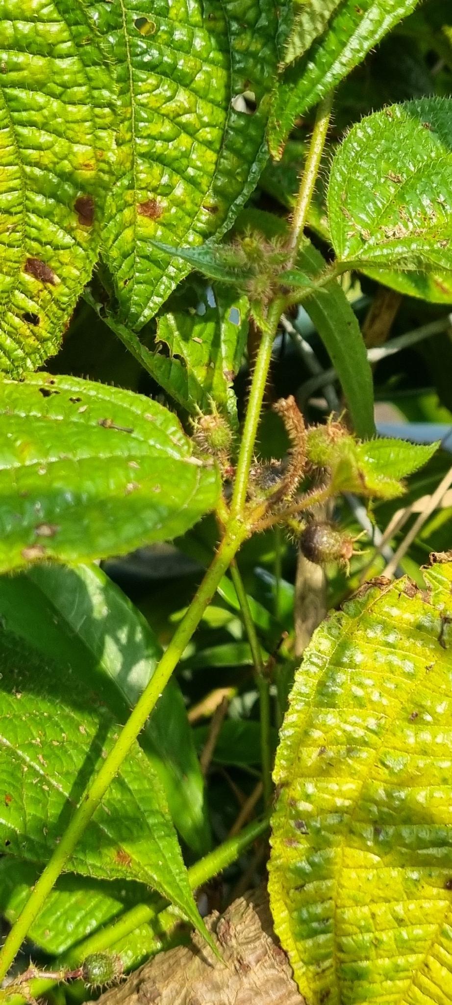 Miconia crenata — ảnh 2