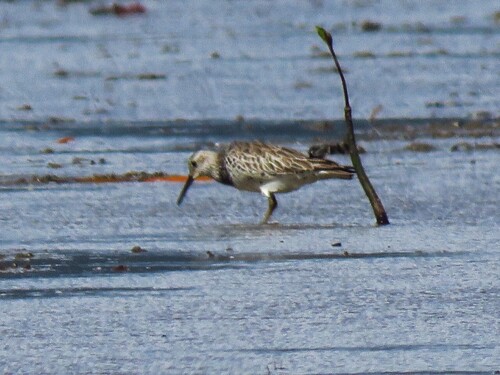 Correlimos grande (Calidris tenuirostris)