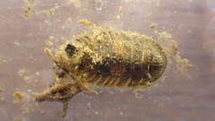 Ectopria nervosa