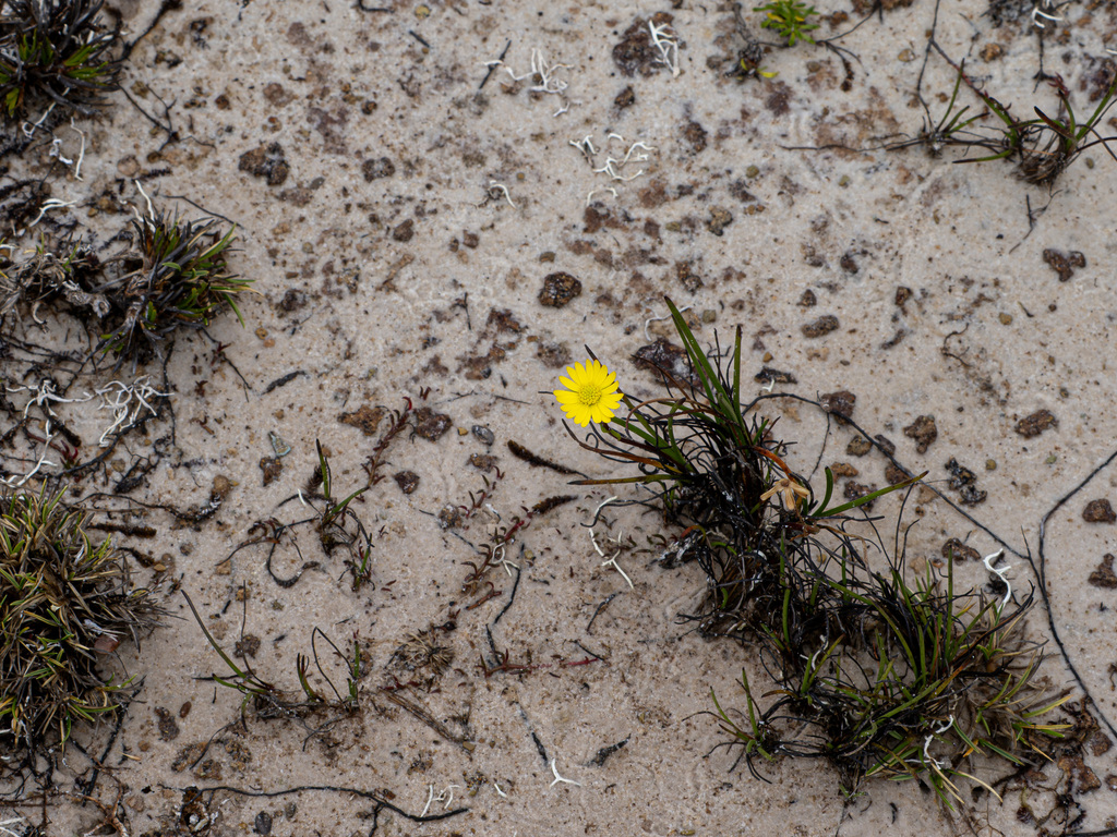 Ischnea elachoglossa (Ischnea elachoglossa)