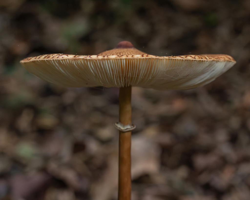 Macrolepiota capelariae · January 2026 · photo: © deniszabin (iNaturalist, cc-by)
