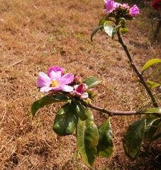 Pereskia