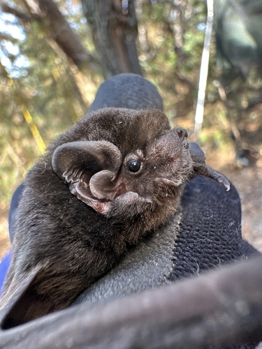 Gould's Wattled Bat