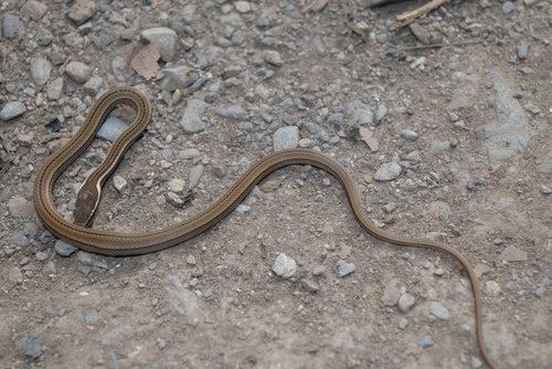 Photo of a Gaige's Pine Forest Snake (Rhadinaea gaigeae)