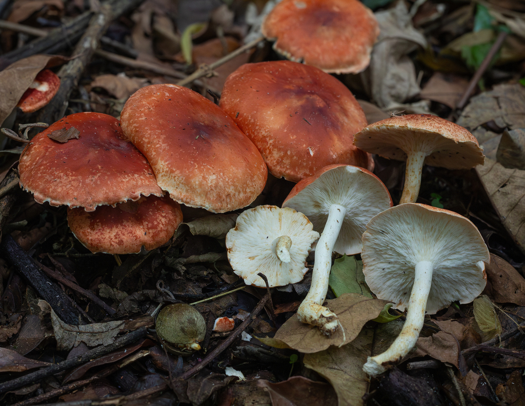 Leucopaxillus gracillimus · January 2026 · photo: © deniszabin (iNaturalist, cc-by)
