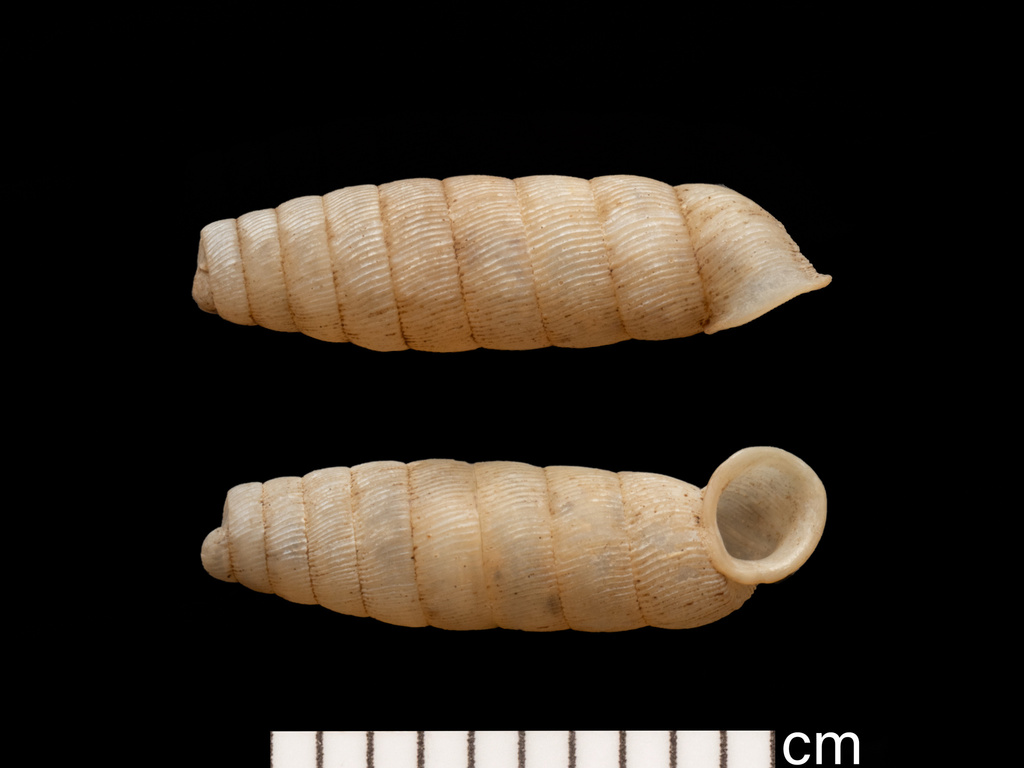 truncate urocoptid