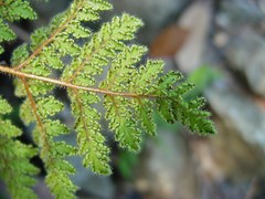 Cheilanthes leucopoda