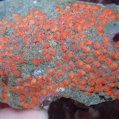 Metandrocarpa taylori