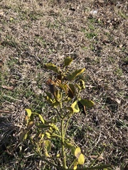 Phoradendron leucarpum