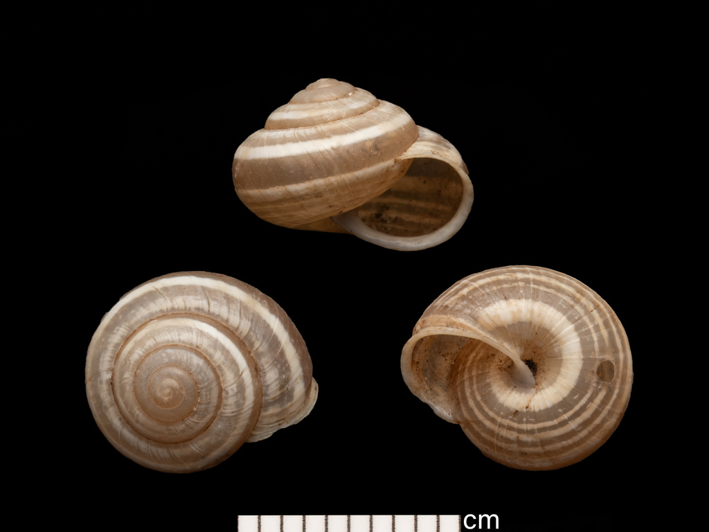 Vagrant scrubsnail
