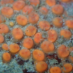 Metandrocarpa taylori