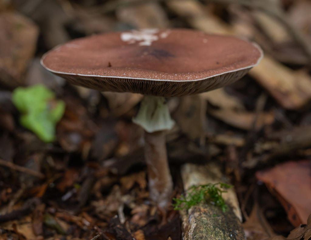 Agaricus subrufescens · January 2026 · photo: © deniszabin (iNaturalist, cc-by)