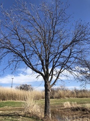 Carya illinoinensis