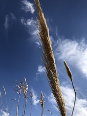 Arundo donax