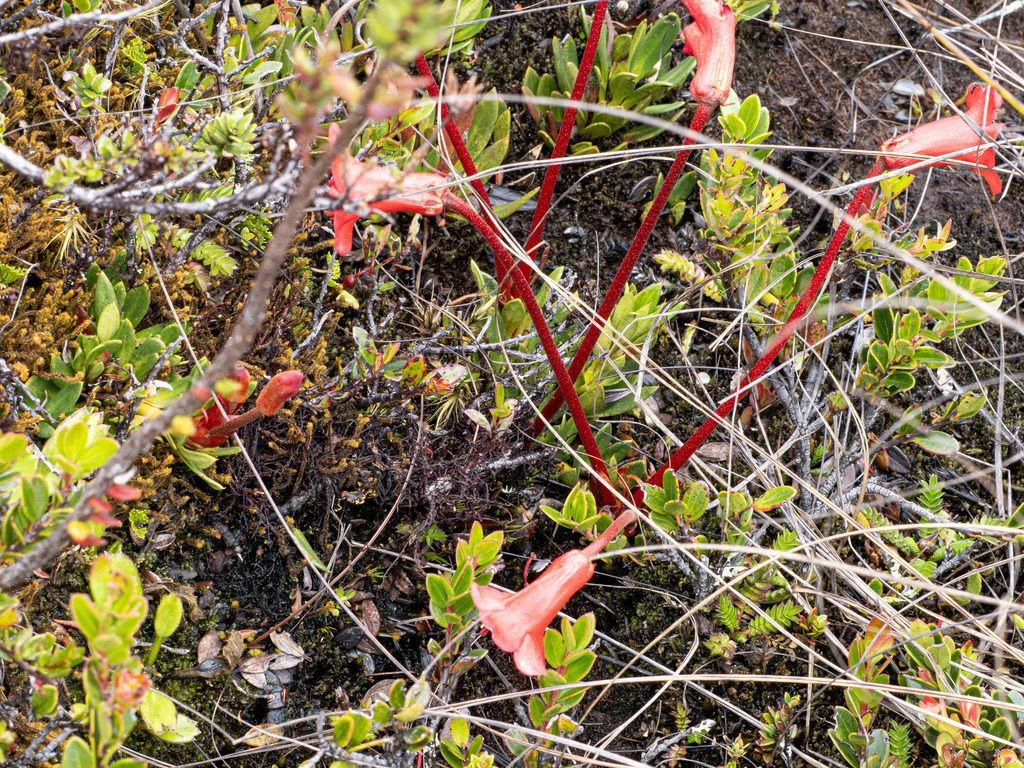 Rhododendron saxifragoides (Rhododendron saxifragoides)