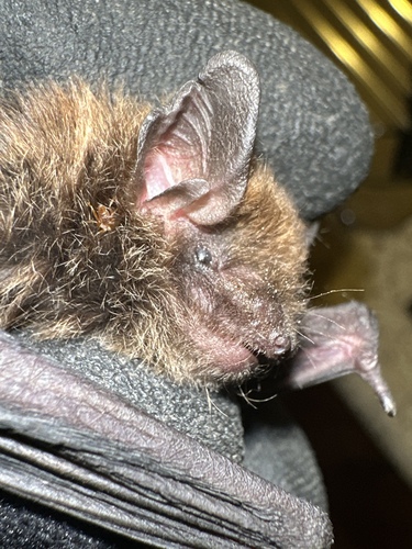 Eastern Broad-nosed Bat