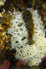 Calcarea