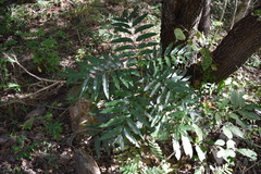 Thouinidium decandrum