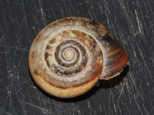 Kentish Nun Snail