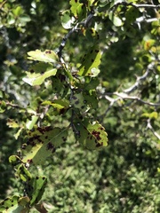 Xylosma tweediana