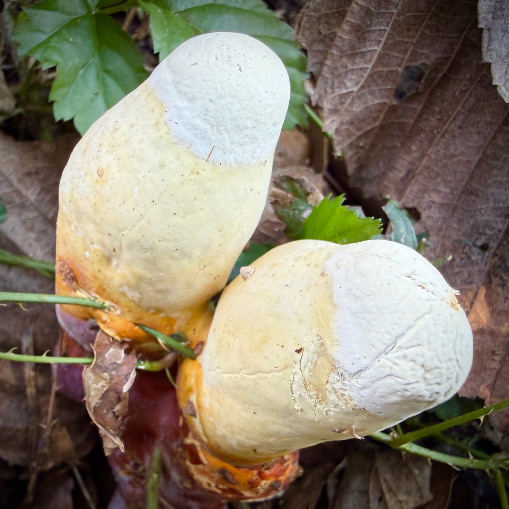 Ganoderma curtisii · January 2026 · photo: © thymetofish (iNaturalist, cc-by)