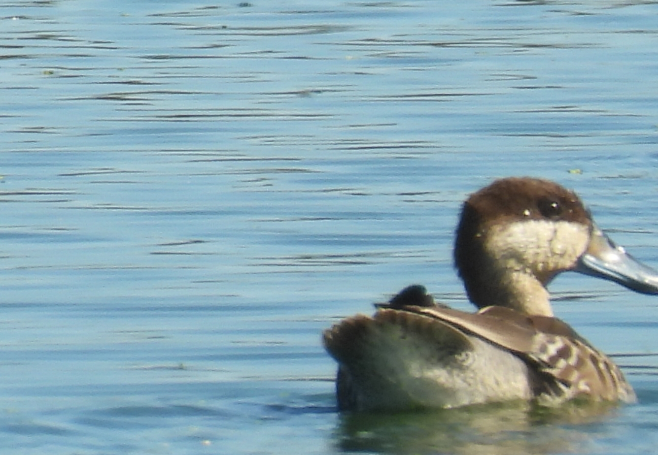 Silver Teal (Spatula versicolor), photo 5