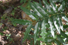 Thouinidium decandrum