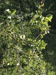 Xylosma tweediana