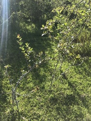 Xylosma tweediana