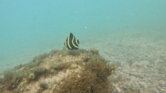 French angelfish