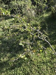 Xylosma tweediana