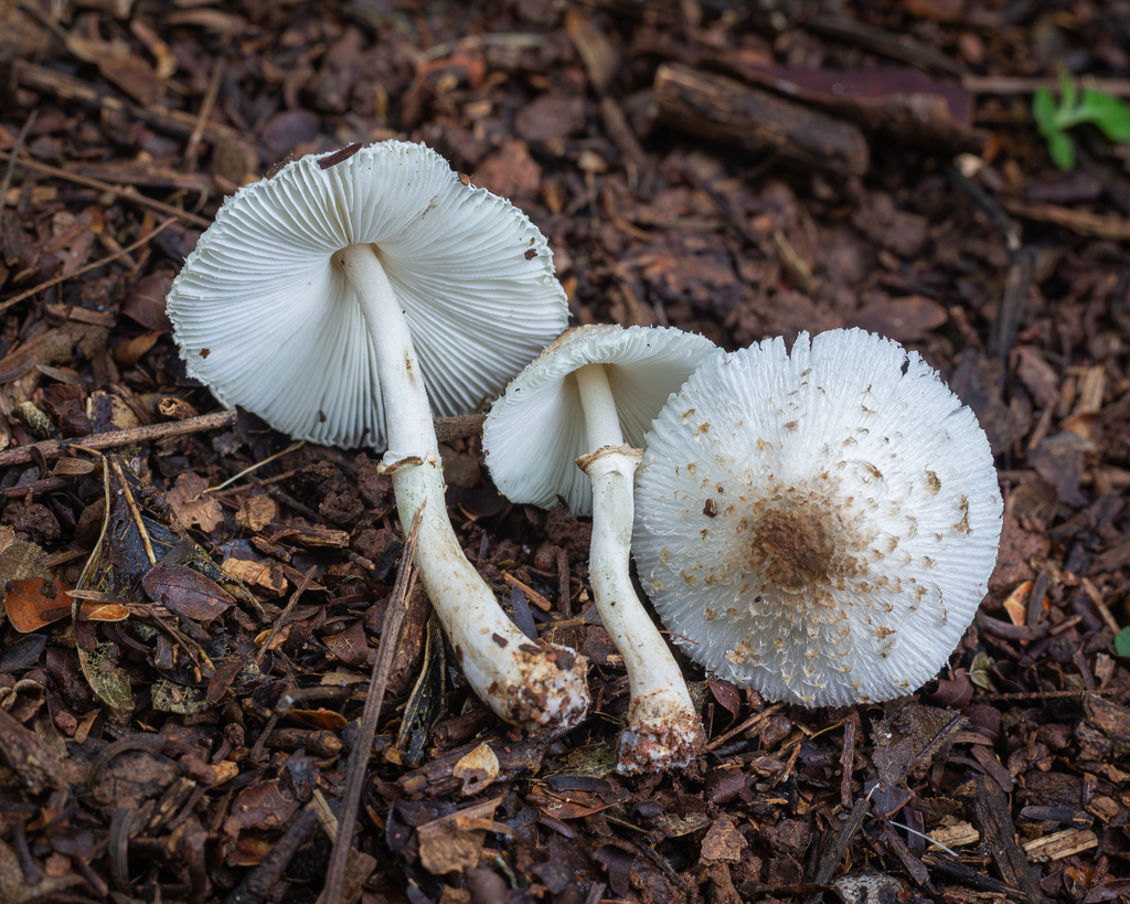 Leucocoprinus antillarum