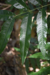 Thouinidium decandrum