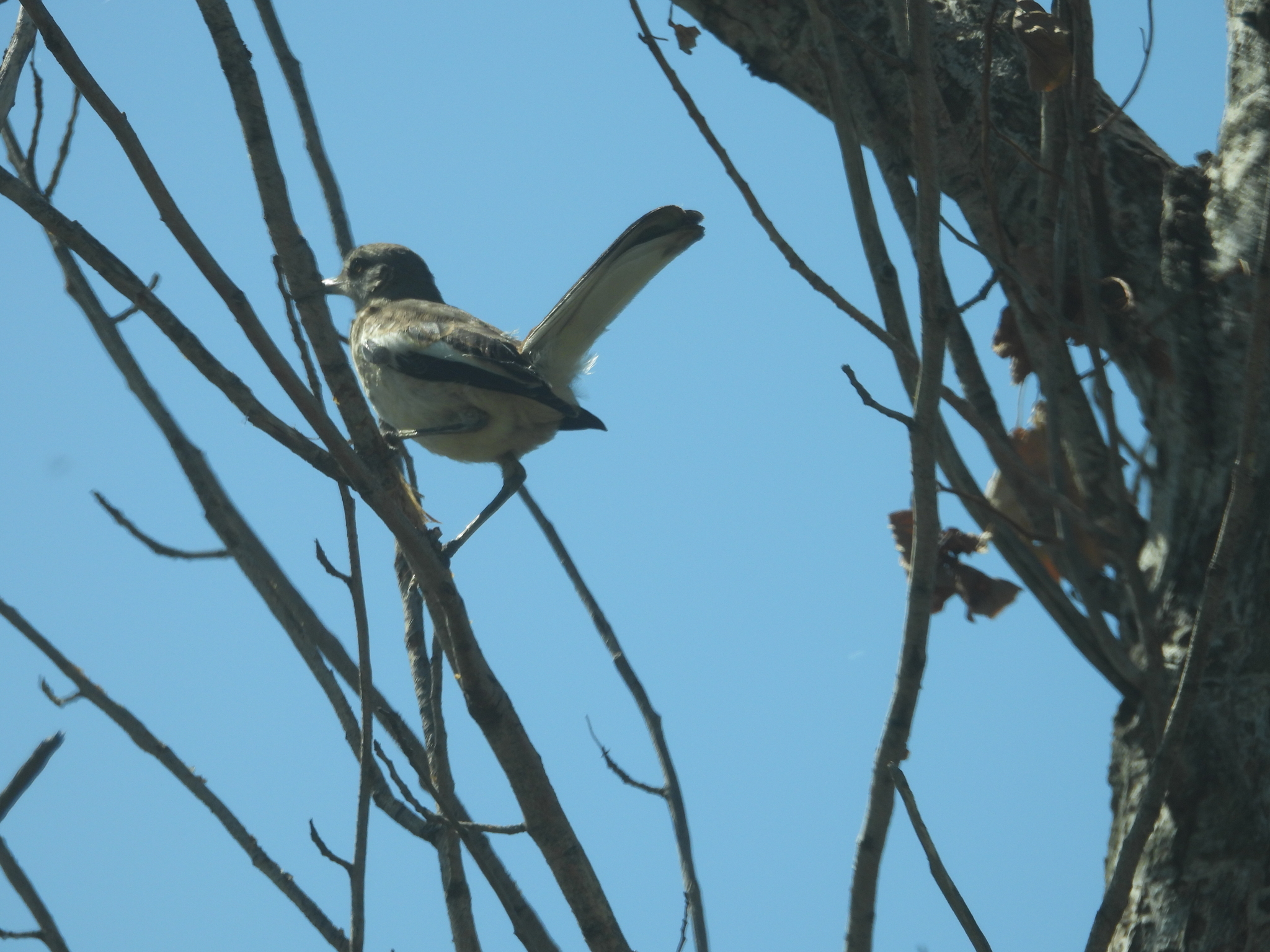 White-banded Mockingbird (Mimus triurus), photo 1