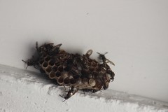 Mischocyttarus pallidipectus