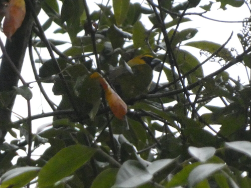 Black-faced Grosbeak (Caryothraustes poliogaster), photo 2