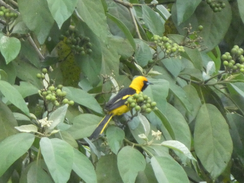 Yellow-tailed Oriole (Icterus mesomelas)