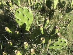 Opuntia arechavaletae