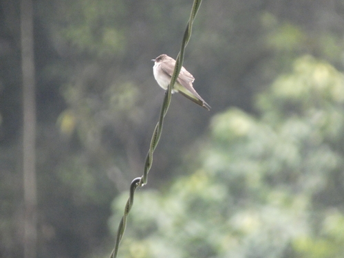 Northern Rough-winged Swallow (Stelgidopteryx serripennis), photo 2