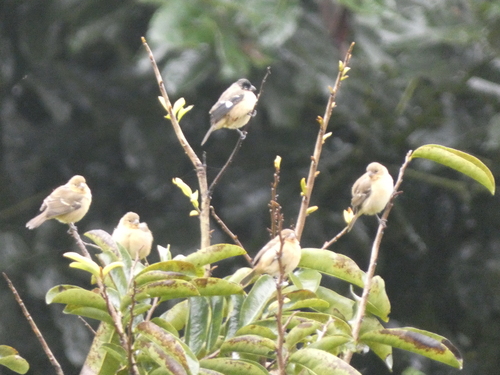 Morelet's Seedeater (Sporophila morelleti), photo 2