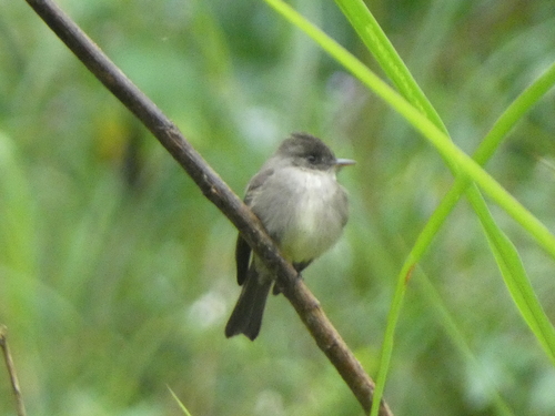 Southern Tropical Pewee (Contopus cinereus)