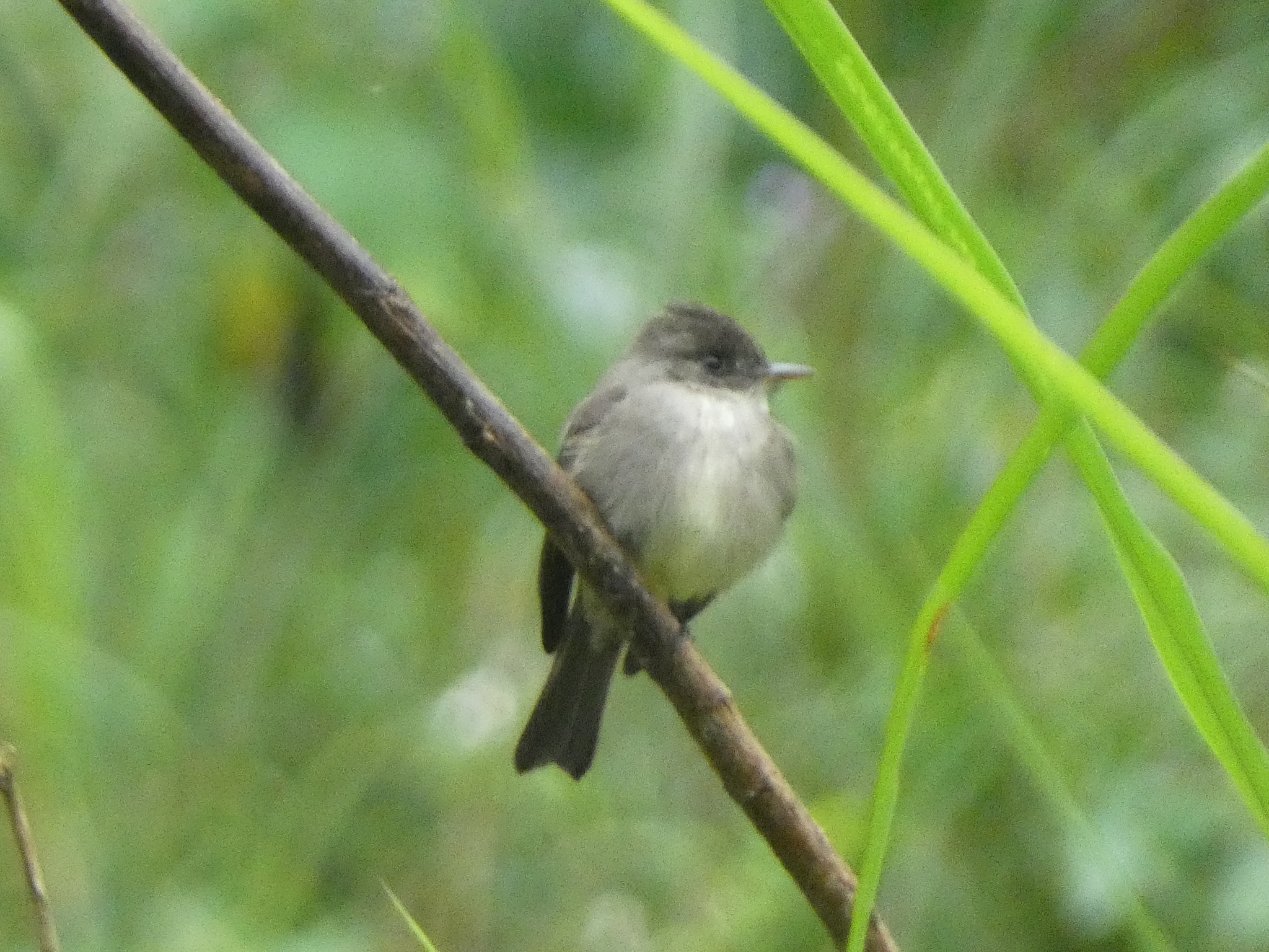 Southern Tropical Pewee (Contopus cinereus), photo 1