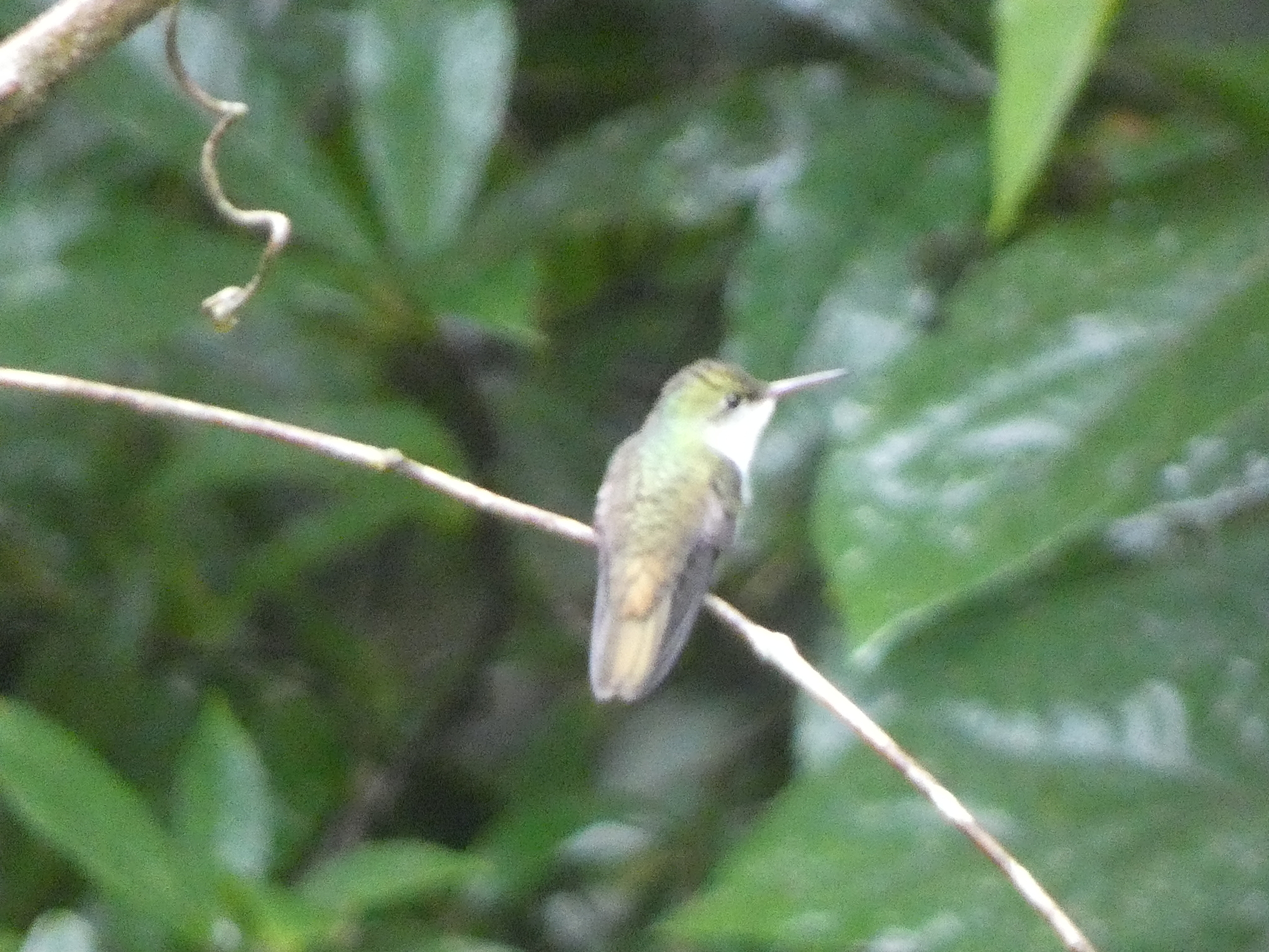 White-bellied Emerald (Chlorestes candida), photo 5