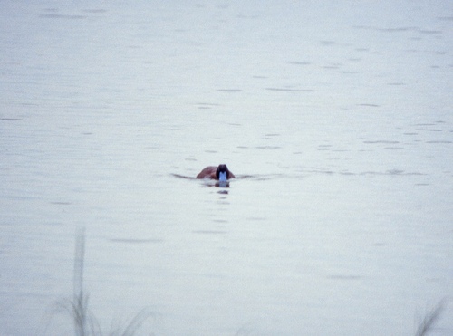 iNaturalist image