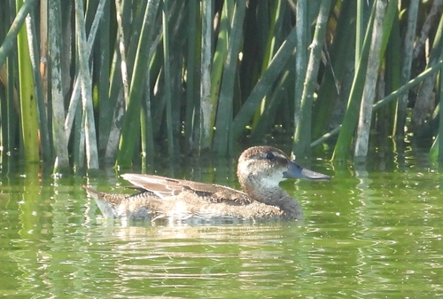 Black-headed Duck (Heteronetta atricapilla), photo 4