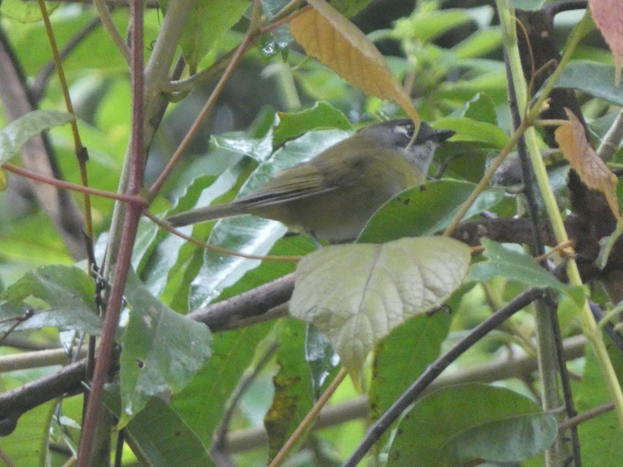 Common Chlorospingus (Chlorospingus flavopectus), photo 2