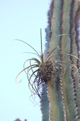Tillandsia exserta