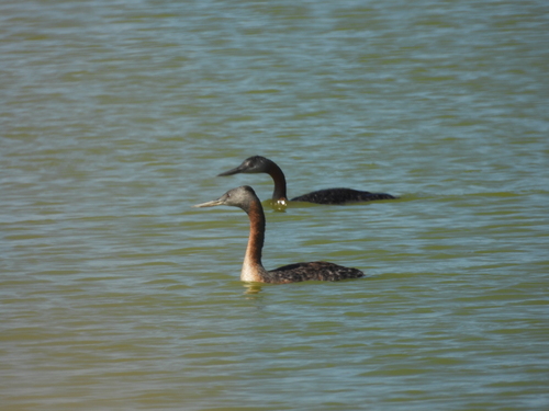 Great Grebe (Podiceps major), photo 7