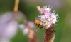 Gonia lineata - Photo (c) orlandomontes, some rights reserved (CC BY-NC), uploaded by orlandomontes
