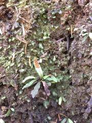 Notogrammitis ciliata